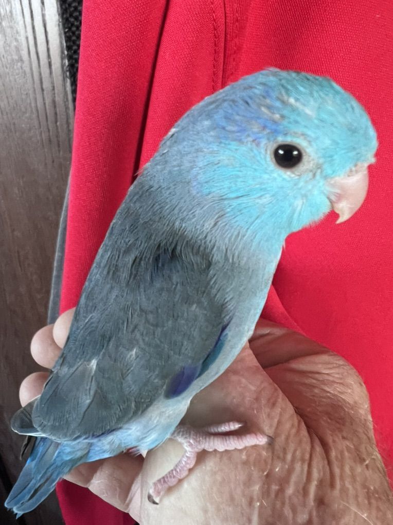 TAME BABY MALE BLUE PARROTLET