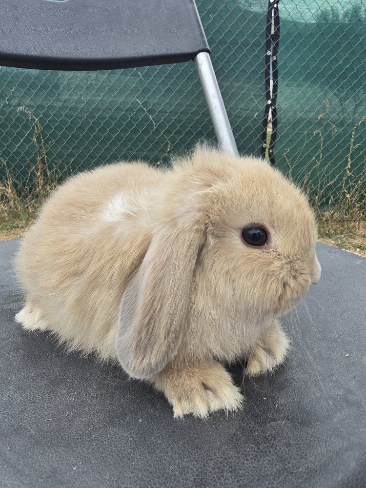 Sweet & Socialized Holland Lop Bunnies!