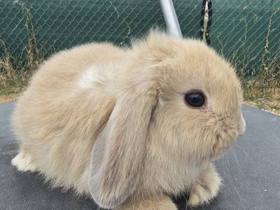Sweet & Socialized Holland Lop Bunnies!