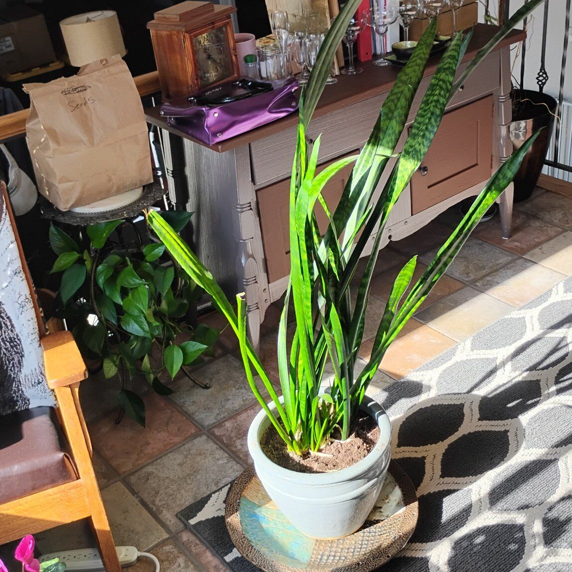 snake plant over 4 ft high