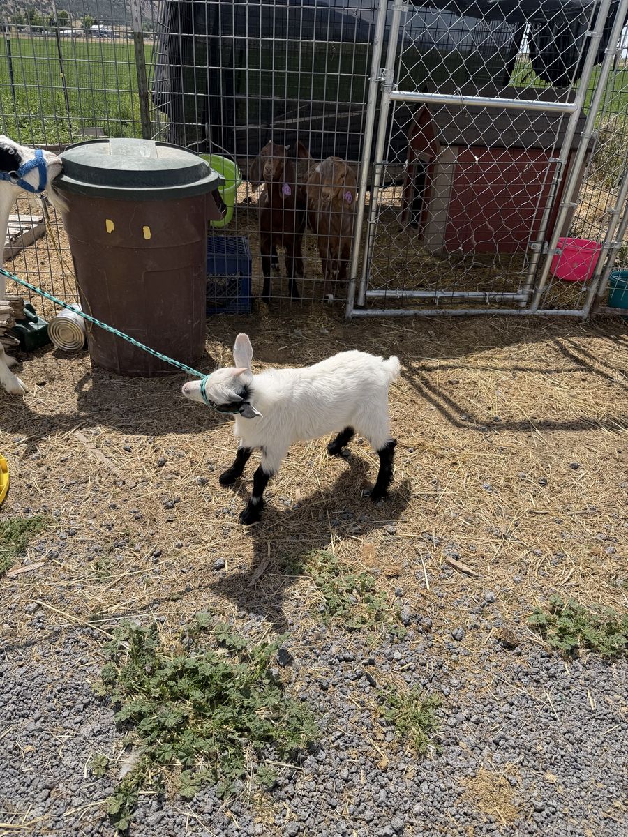 Silky fainting Goat Kids