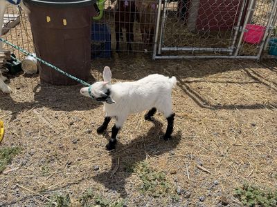 Silky fainting Goat Kids