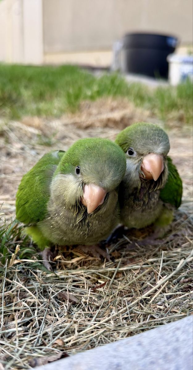 6-Week Old Hand-Fed Monk Parakeet (Quaker Parrot) - Ready to Bond! Green/Gray