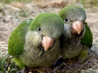 6-Week Old Hand-Fed Monk Parakeet (Quaker Parrot) - Ready to Bond! Green/Gray