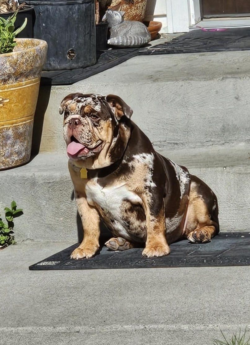 AKC registered Tri-colored merle English Bulldog