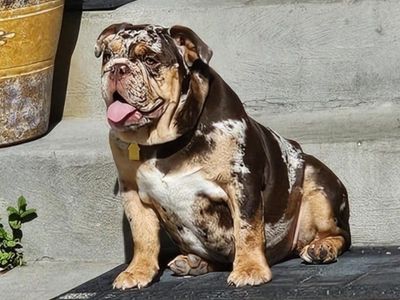 AKC registered Tri-colored merle English Bulldog