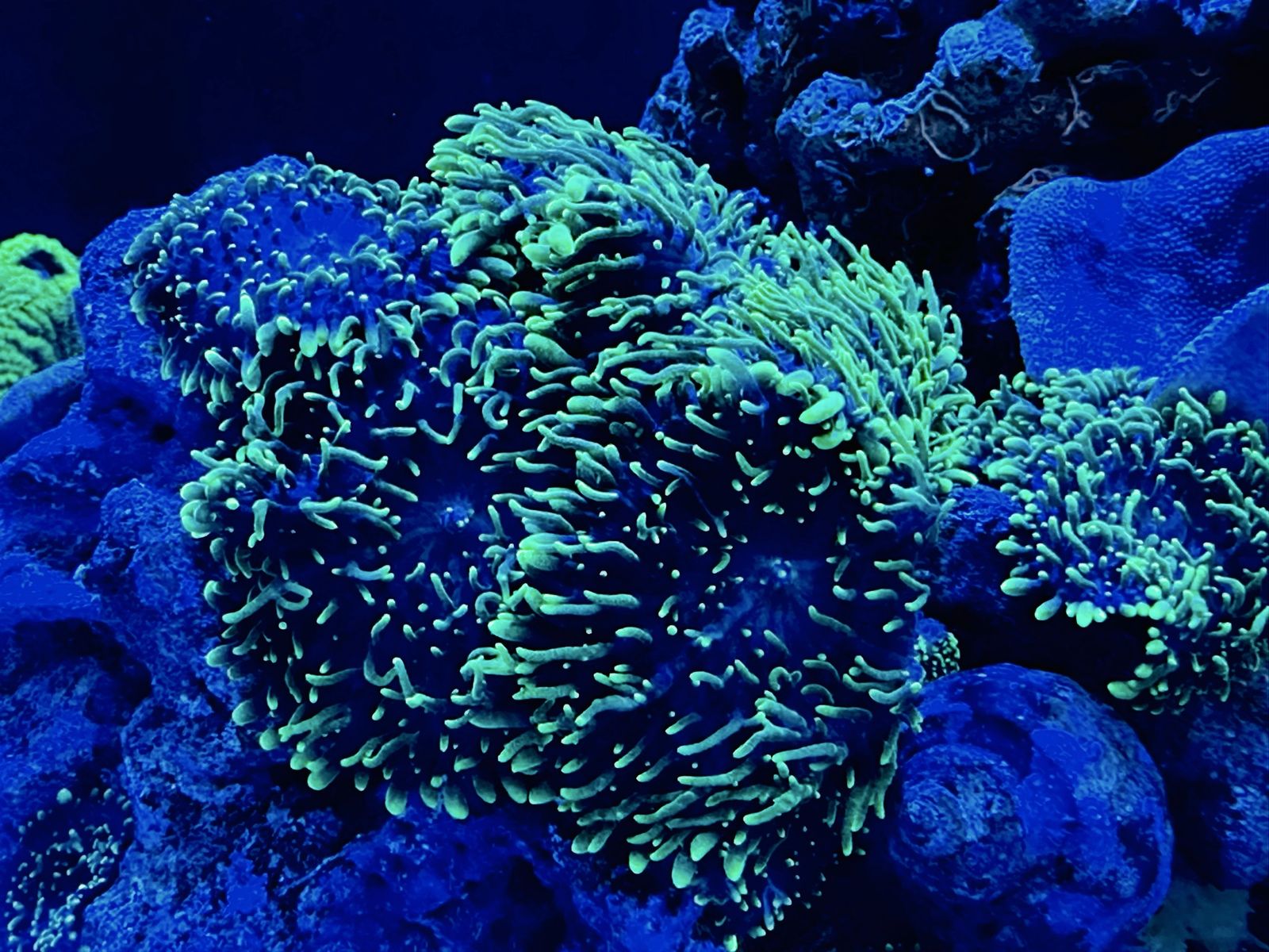 Rhodactis Indosinensis - Hairy Mushroom corals