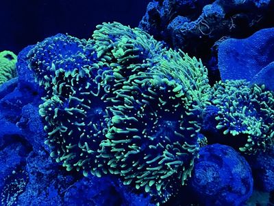 Rhodactis Indosinensis - Hairy Mushroom corals