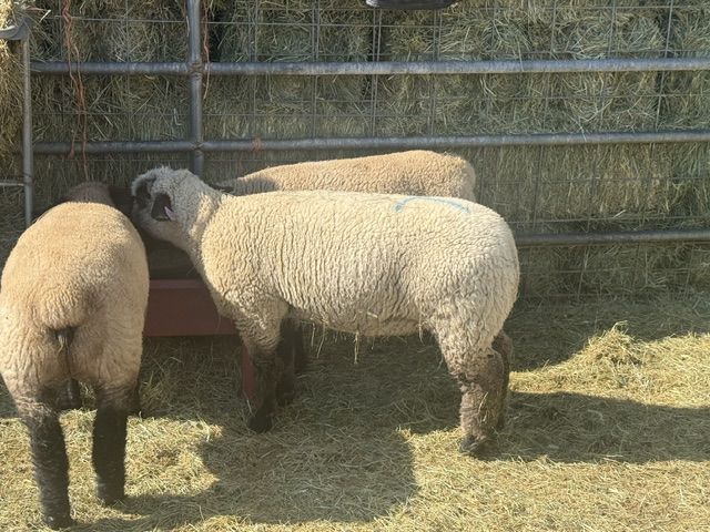 Spare fair lamb