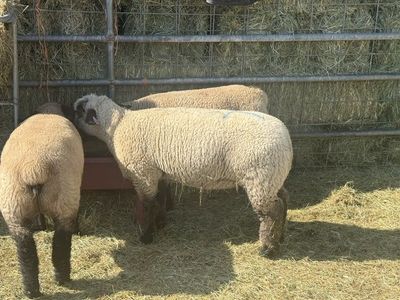 Spare fair lamb
