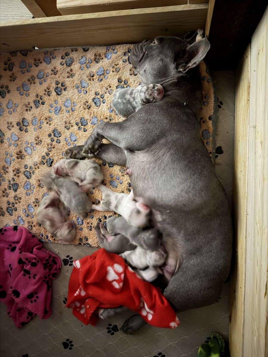 French Bulldog puppies