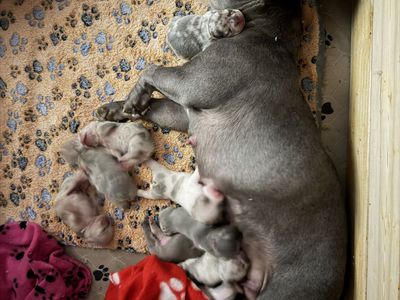 French Bulldog puppies