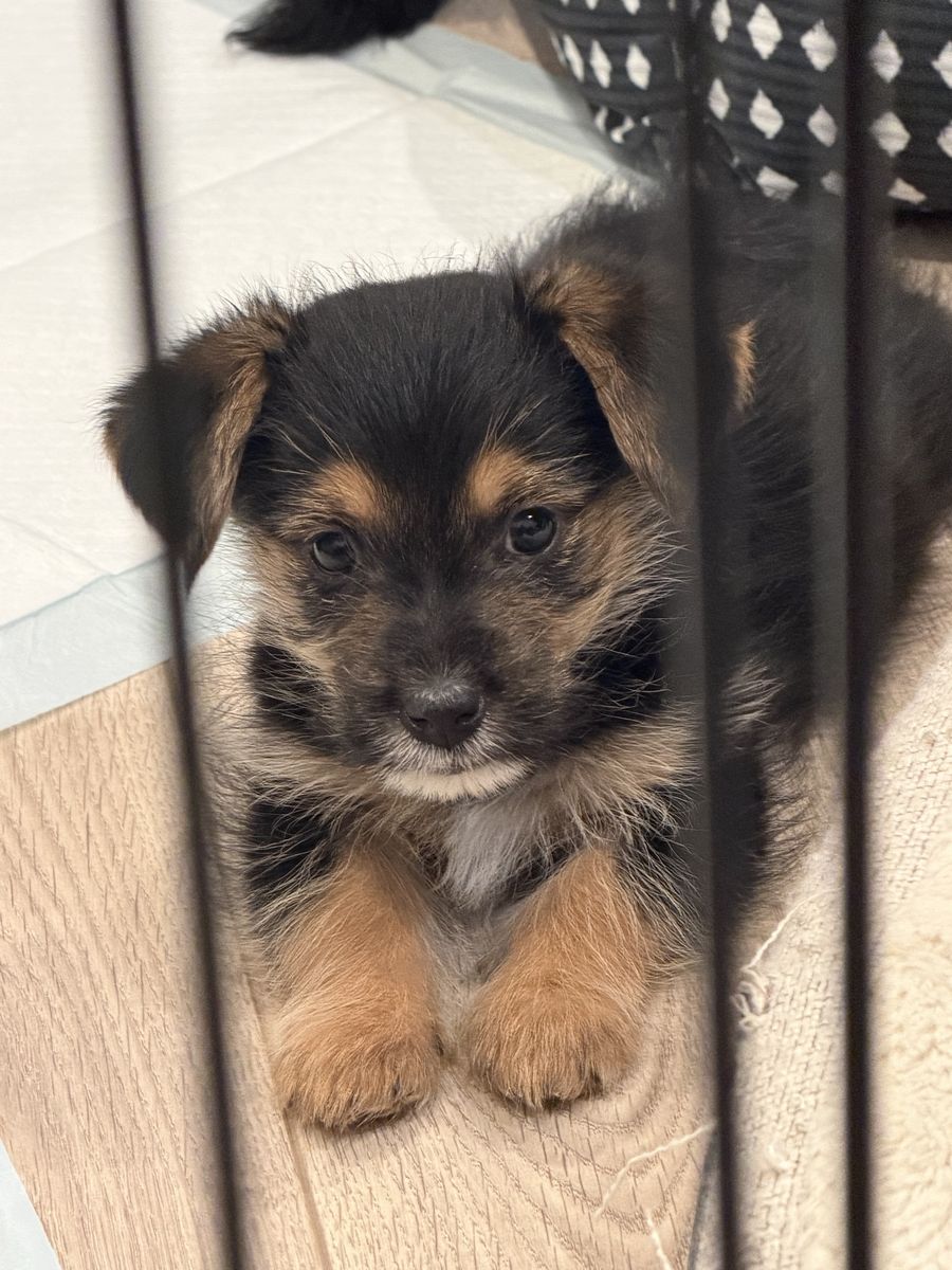 Adorable 3-Month-Old Male Yorkie/Corgi Mix Puppy - Friendly & Good with Kids/Dogs