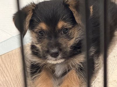 Adorable 3-Month-Old Male Yorkie/Corgi Mix Puppy - Friendly & Good with Kids/Dogs