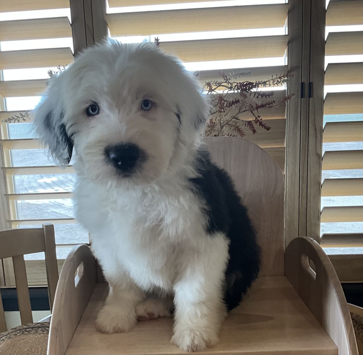 Old English Sheepdog, OES, Sheepadoodle,