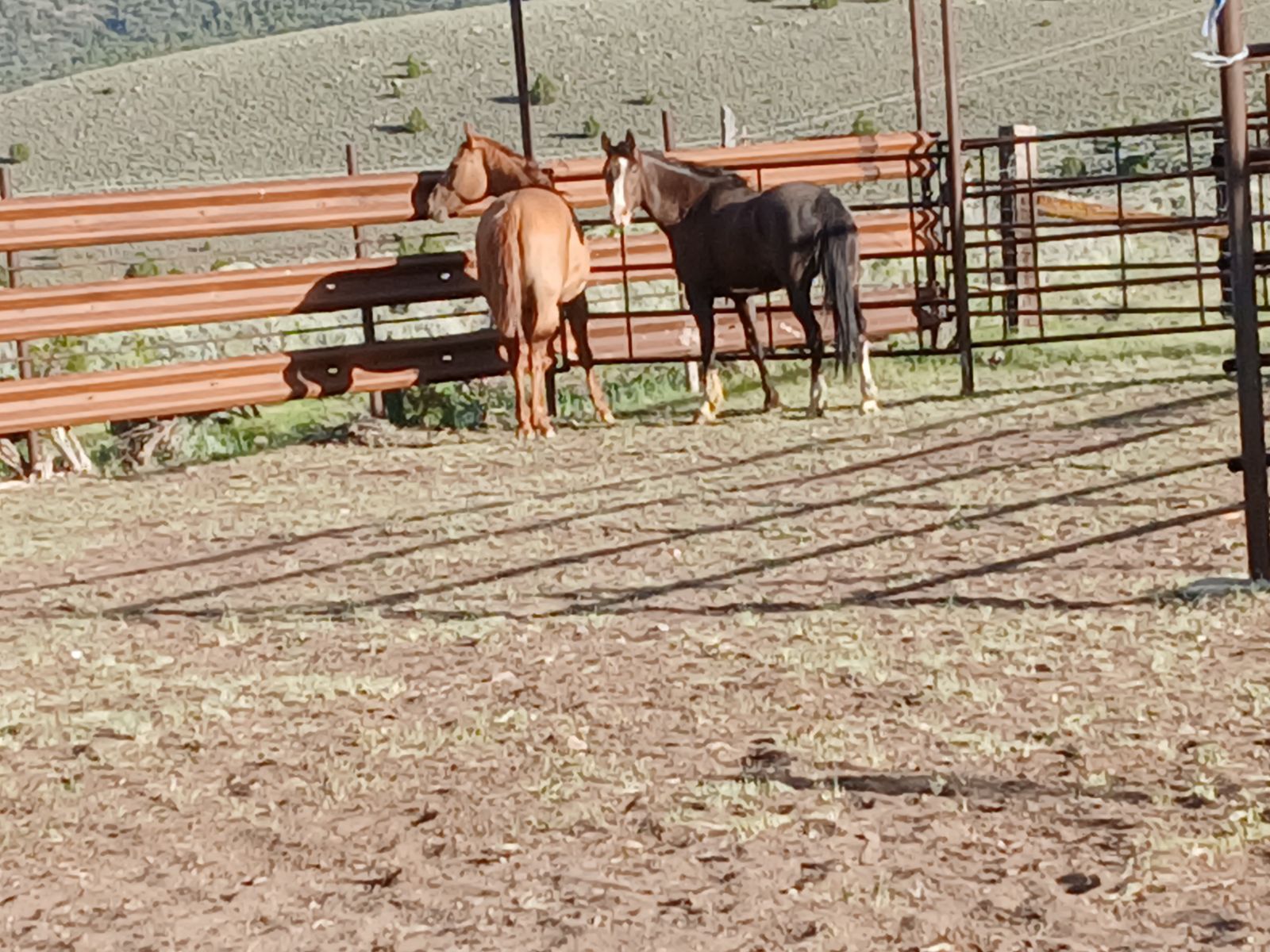 Fancy gelding