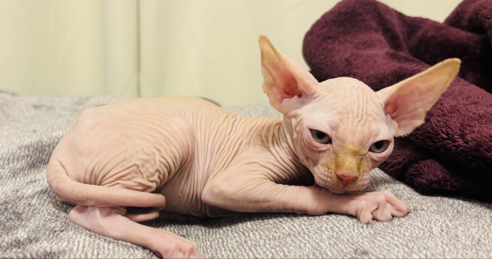 Sphynx kittens