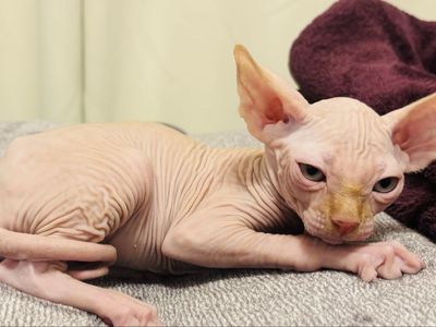 Sphynx kittens