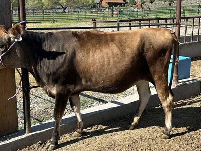 Pregnant A2A2 Jersey Heifer
