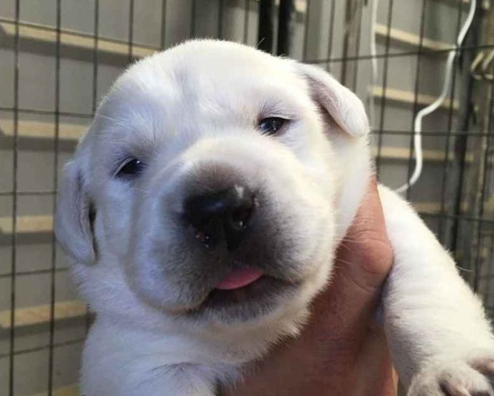 AKC ENGLISH WHITE LABRADOR PUPPIES