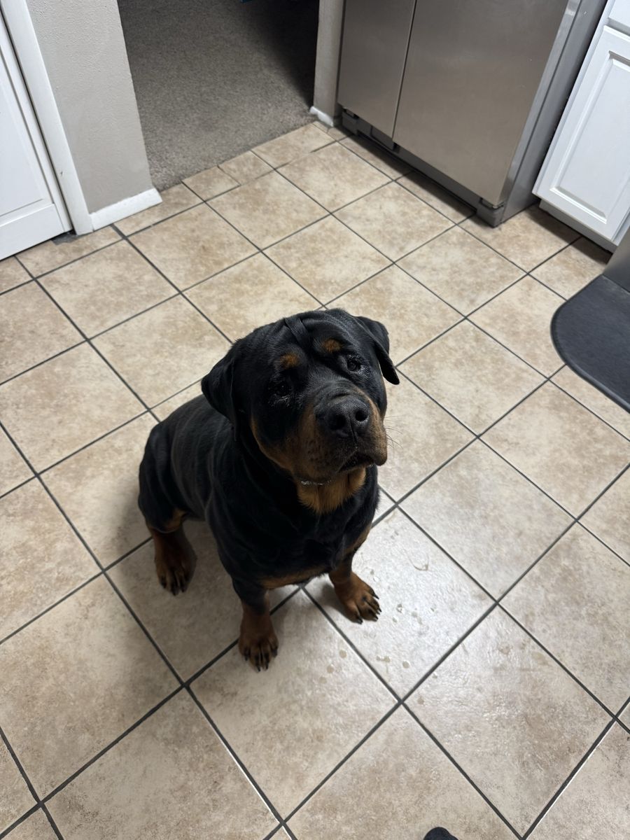 Rottweiler