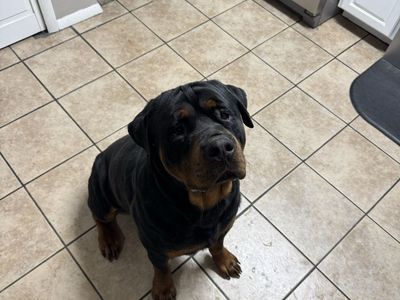 Rottweiler