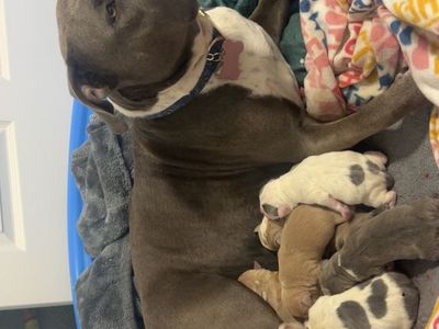 American Bully puppies