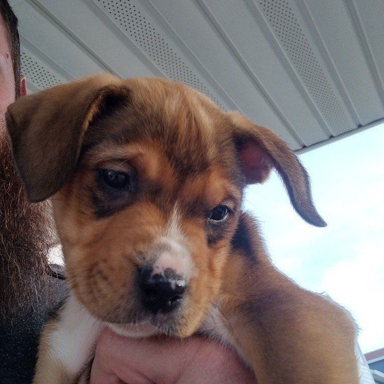 Pittbull Lab Rottweiler Mix