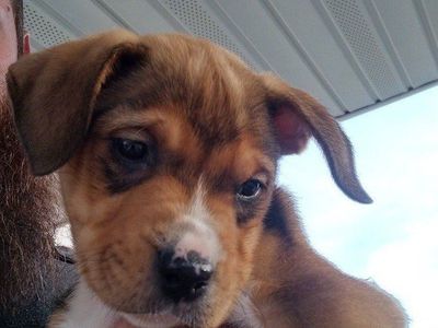 Pittbull Lab Rottweiler Mix