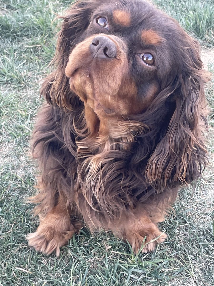 AKC Cavalier