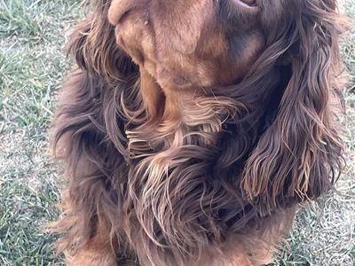 AKC Cavalier
