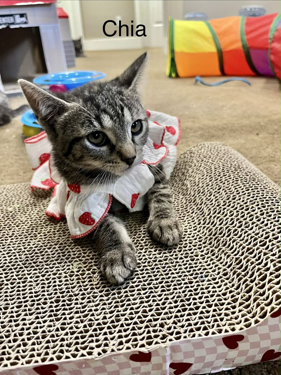KITTENS and cats adoption event !! June 27!! 10-1 pm West Jordan Petsmart