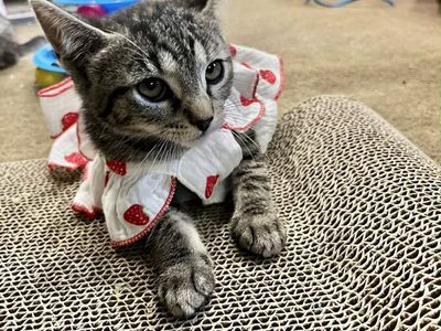 KITTENS and cats adoption event !! June 27!! 10-1 pm West Jordan Petsmart