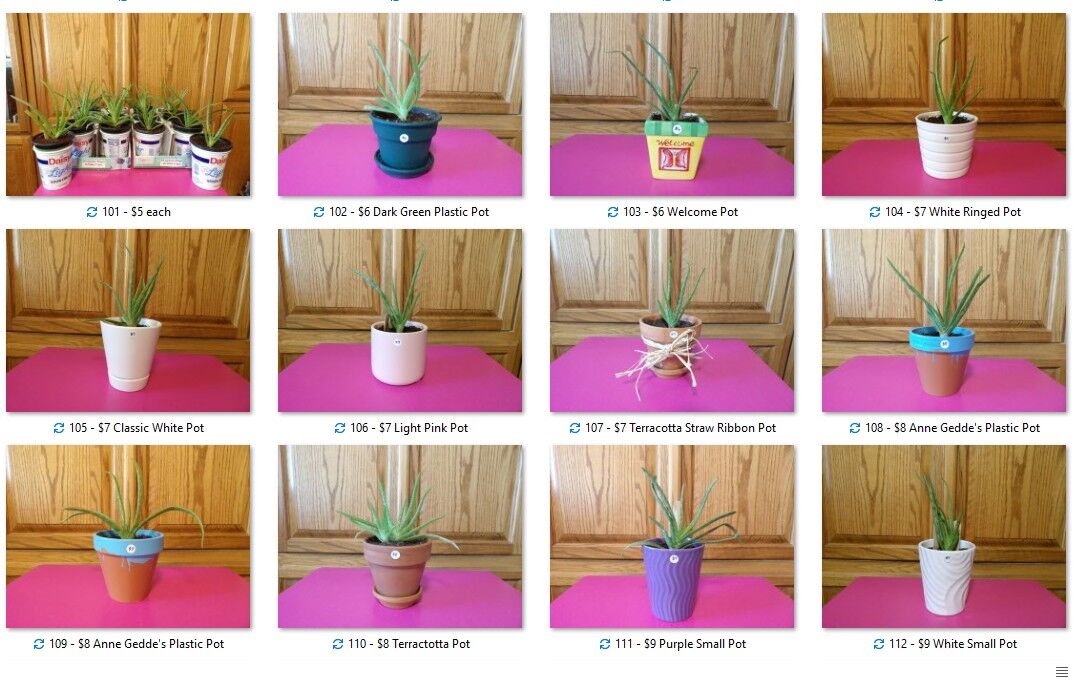 Buy 3 Get 1 Free Sale~Aloe Vera Potted Plants~Excellent Holiday Christmas Gifts~Birthday~Mother's Day~Valentines Day~Anniversary