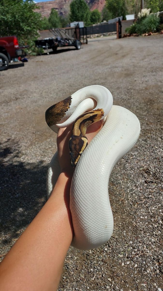 Ball Python Male
