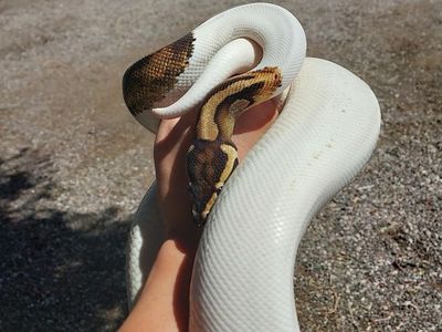 Ball Python Male