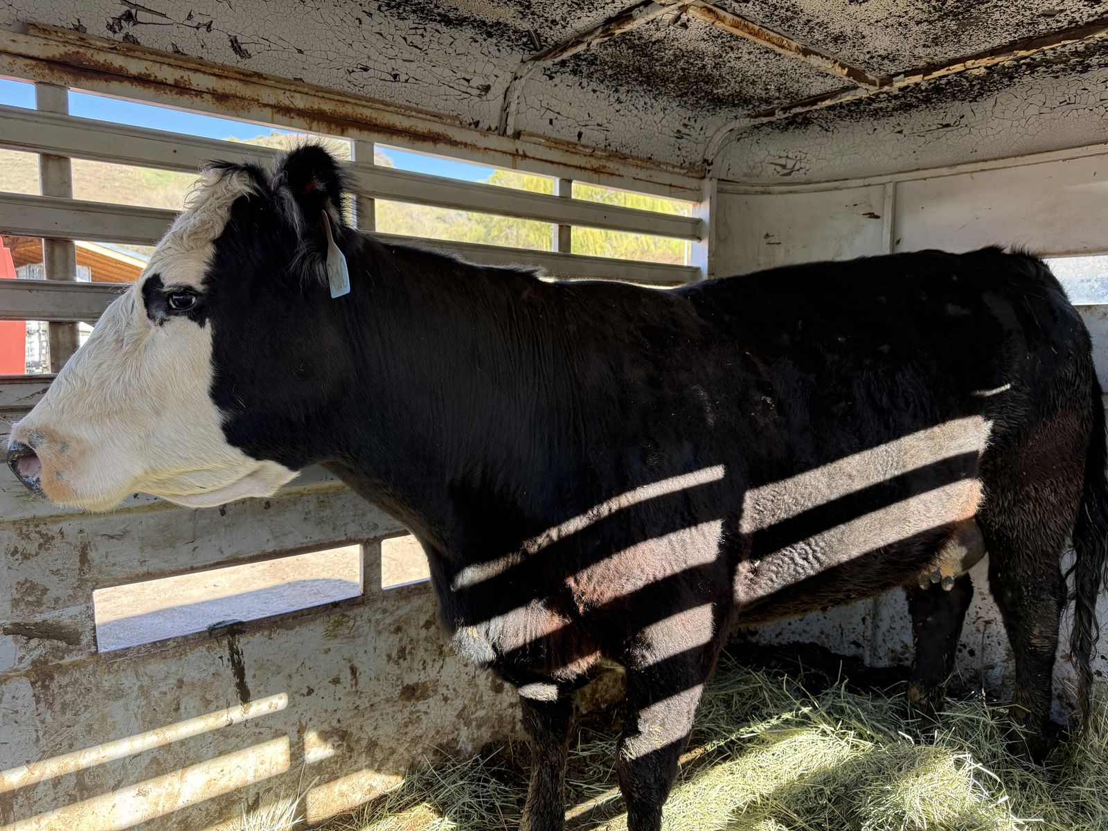 Black Bally nice cow 7 years old
