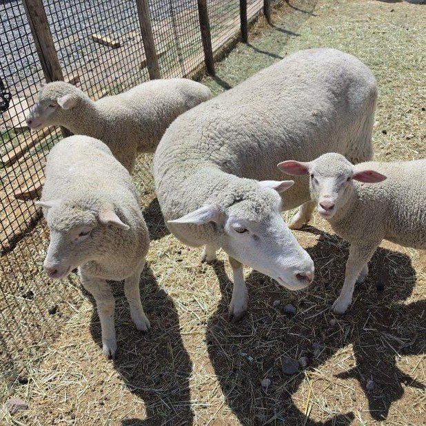 Sheep
