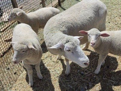 Sheep