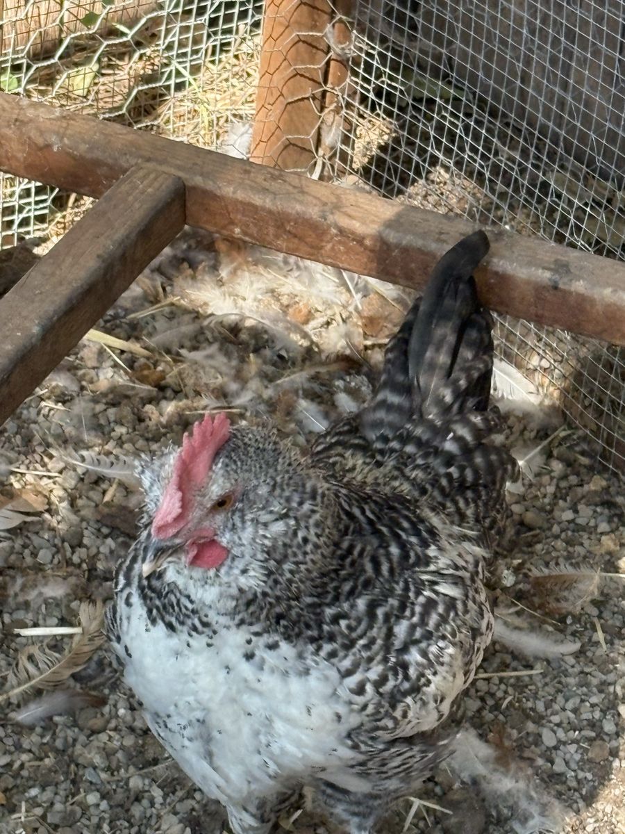 Free Barred Plymouth Rock Rooster in Sandy