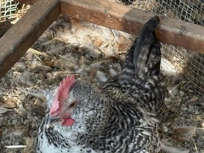 Free Barred Plymouth Rock Rooster in Sandy