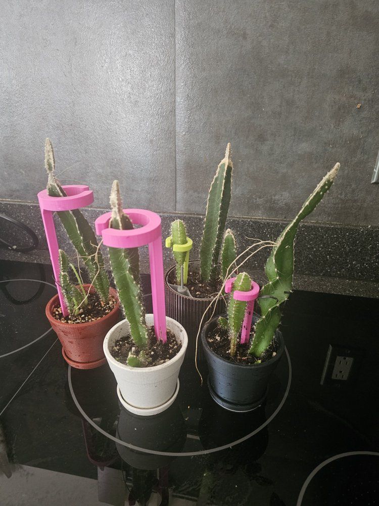 Live Potted DragonFruit Cactus Plants with Plastic Support Trellises