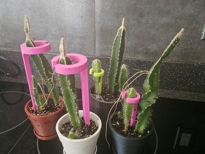Live Potted DragonFruit Cactus Plants with Plastic Support Trellises