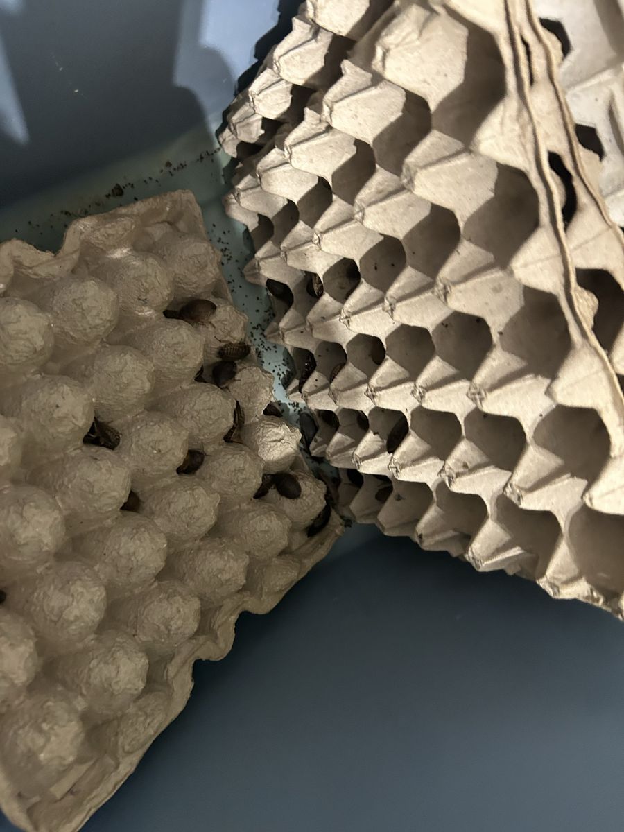 Main image 6