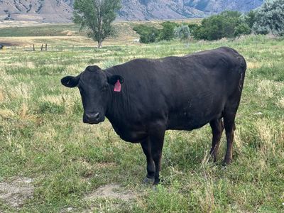 Wagyu Full Blood Cows