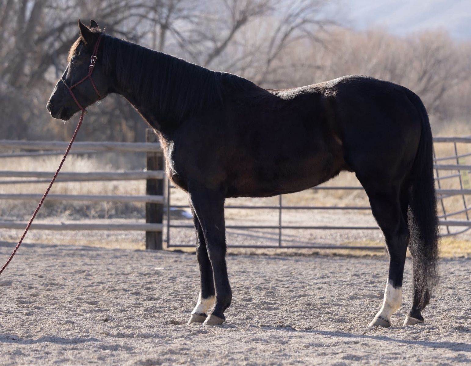 2019 AQHA Gelding