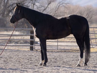 2019 AQHA Gelding