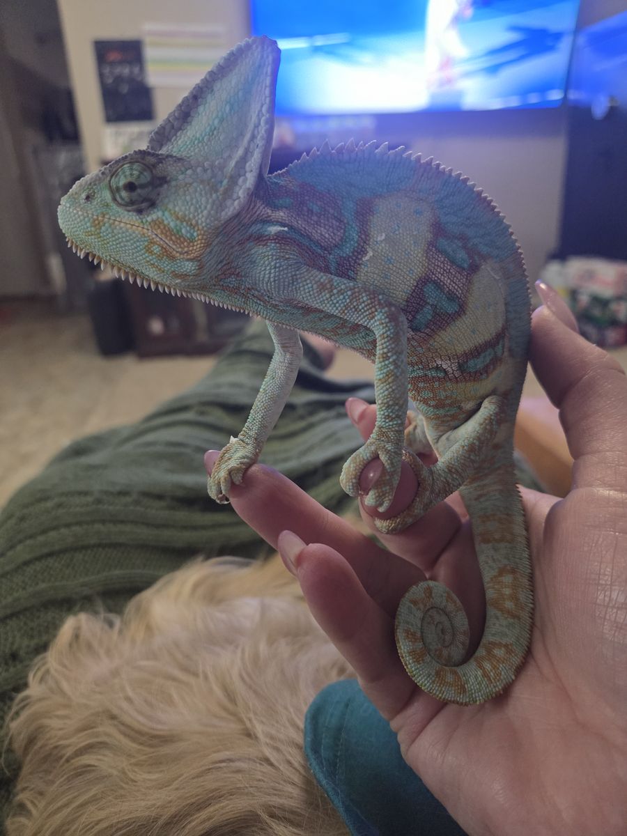 Reptiles - Veiled Chameleon, Green Iguana, 4 Bearded Dragons