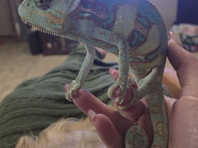 Reptiles - Veiled Chameleon, Green Iguana, 4 Bearded Dragons