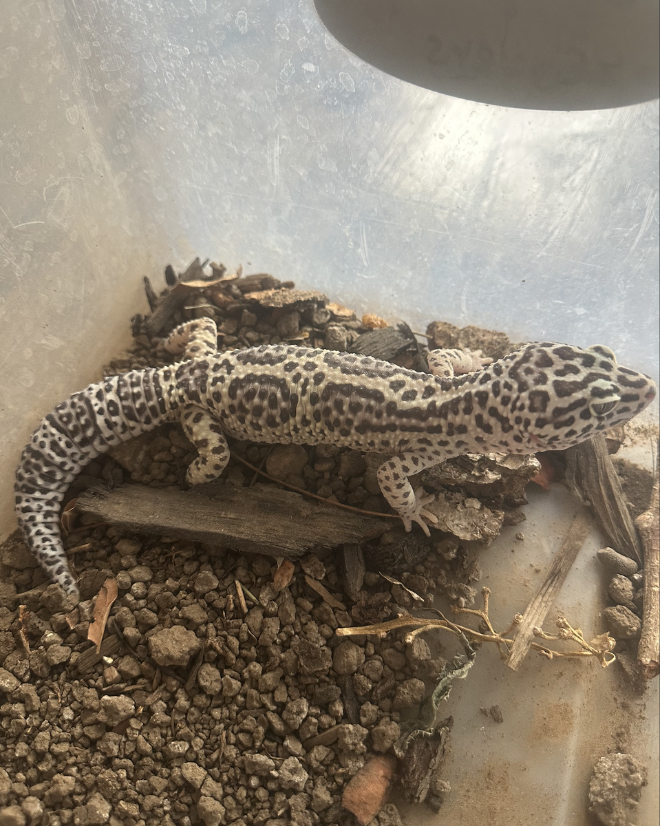 Leopard Gecko